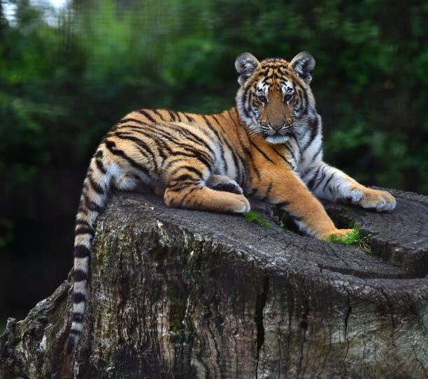 istock tiger of siberian 974278942