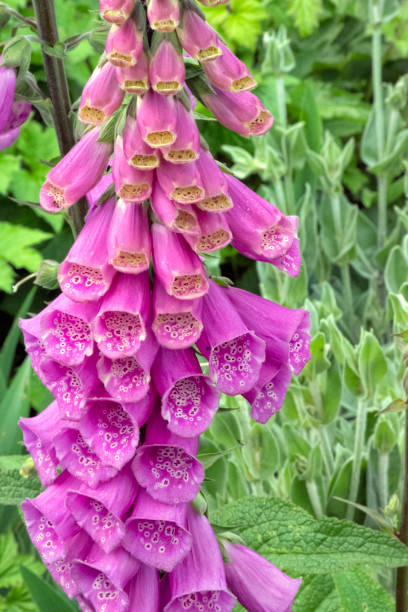 istock Foxglove blooming in English garden 974279600