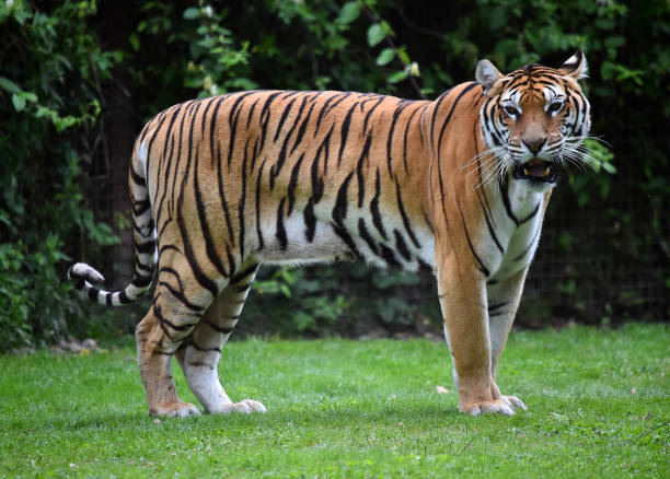 istock tiger of siberian 974279744