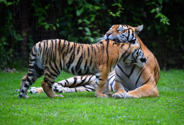 istock tiger of siberian 974280062