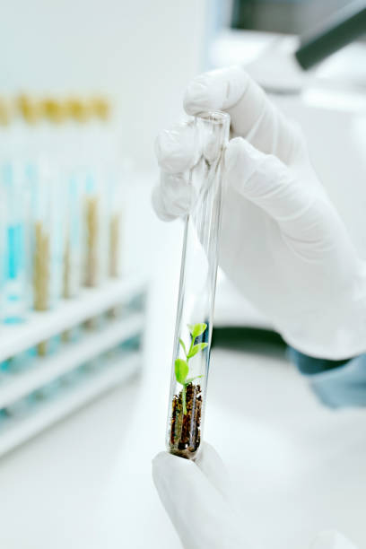 istock Plant In Laboratory Glass 974282434