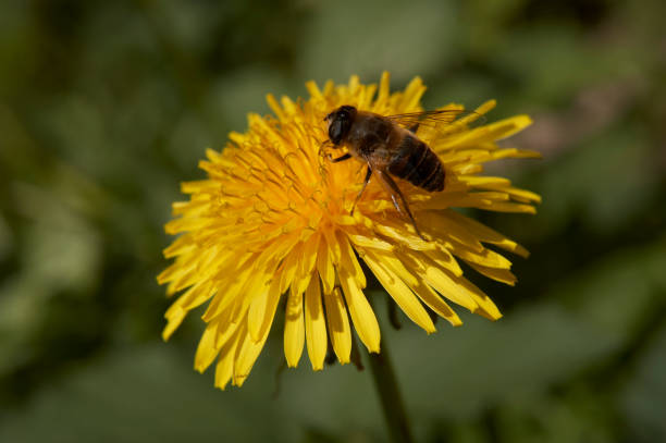 istock BEE ON YELLOW DANDELION FLOWER 974282708