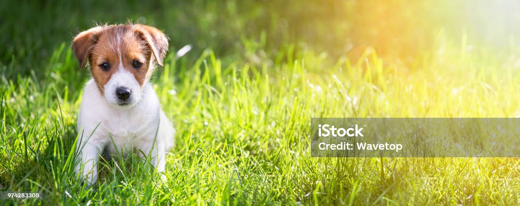 草の中に座っている幸せな子犬 - 犬のロイヤリティフリーストックフォト