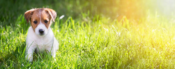 Free Stock Photo of Small Dog Sitting in Grass | Download Free Images ...