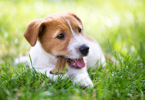 istock Happy dog puppy chewing bone 974283332