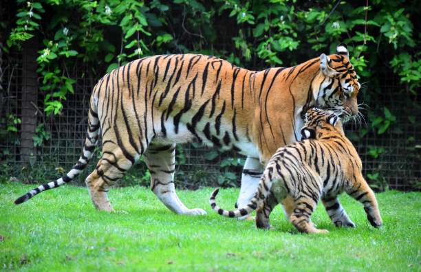 istock tiger of siberian 974283518