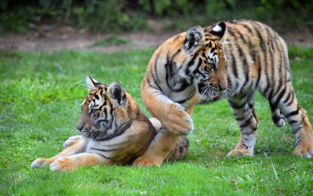 istock tiger of siberian 974285696
