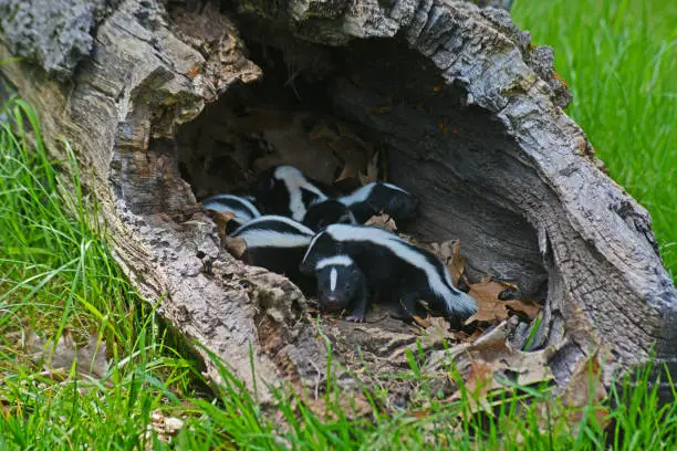 Baby skunks rest in a hollow log.