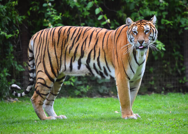 istock tiger of siberian 974286014