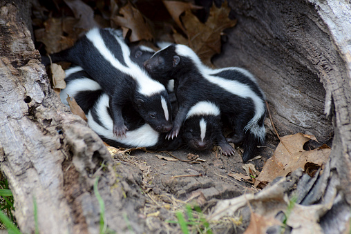 Familia de Closeup de zorrillos descansar en un tronco hueco. photo