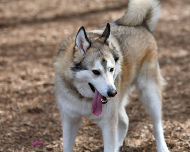 istock Golden Husky Playing in the Park 974286582