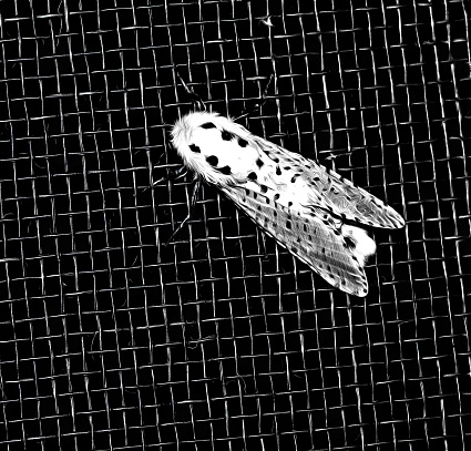 A leopard moth on metallic wires