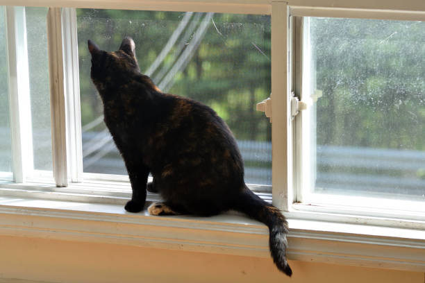 istock Black Brown Cat Looking out Screened Window 974294694