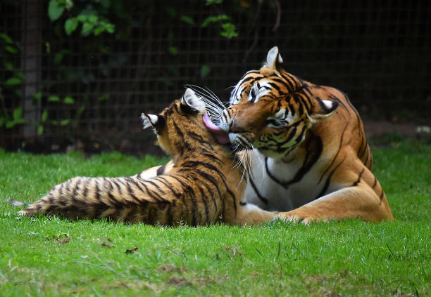 istock tiger of siberian 974294994