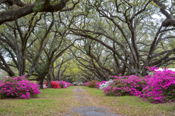 istock Tree Lined Road in South Carolina 974295080
