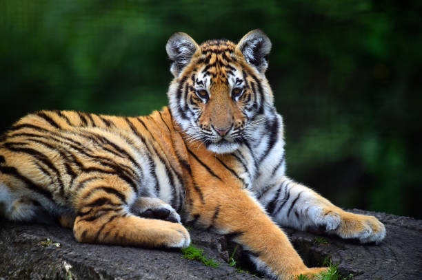 istock tiger of siberian 974299846