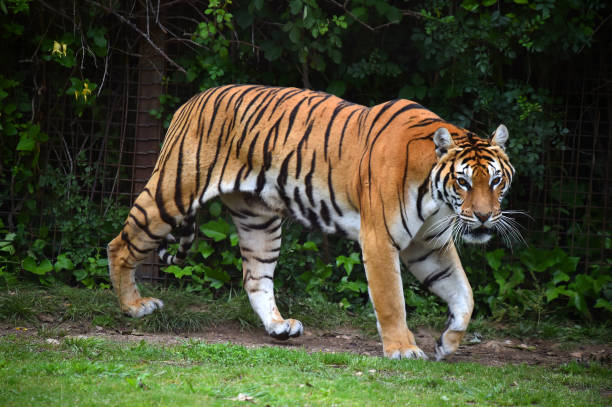 istock tiger of siberian 974300488