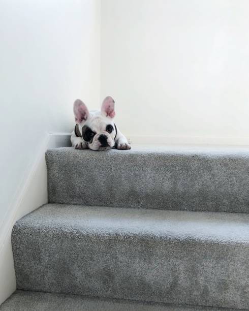 istock French bulldog resting on stairs indoors 974305746