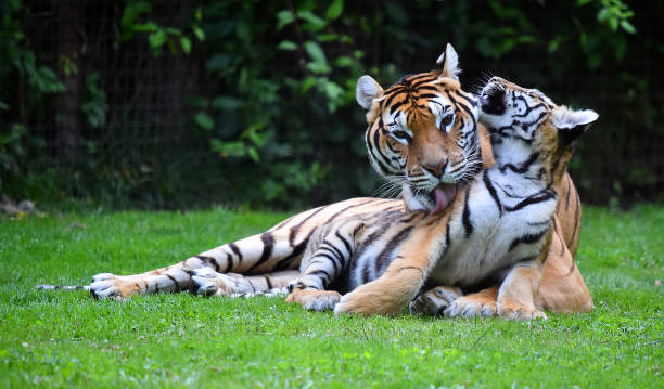 istock Tiger of siberian 974310650