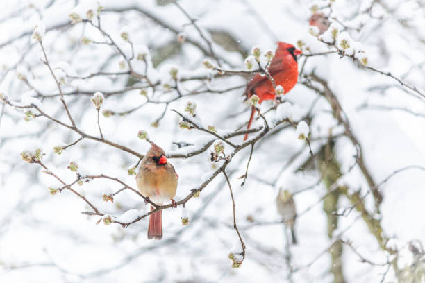 Two red northern cardinal, Cardinalis, birds couple perched on tree branch during heavy winter colorful in Virginia, snow flakes falling Two red northern cardinal, Cardinalis, birds couple perched on tree branch during heavy winter colorful in Virginia, snow flakes falling female cardinal bird stock pictures, royalty-free photos & images