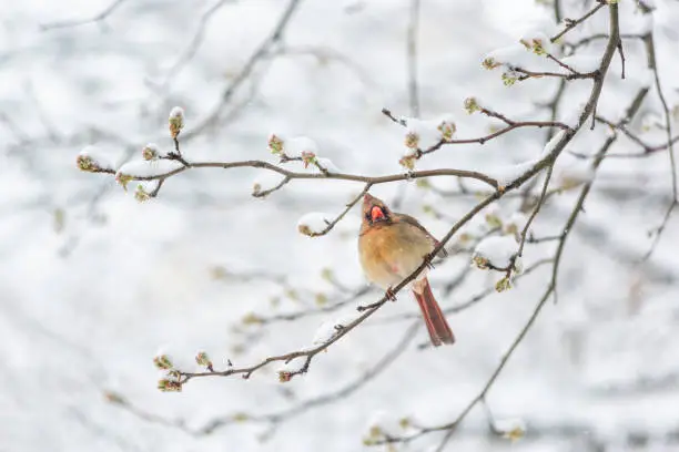 Puffed up angry fluffing funny one female red northern cardinal, Cardinalis, bird sitting perched on tree branch during heavy winter in Virginia, snow flakes falling