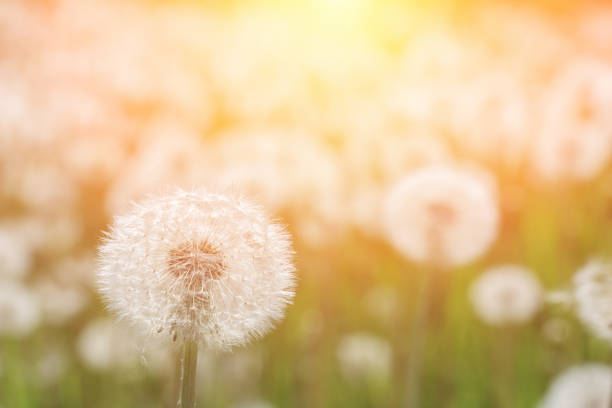 istock white dandelion in the meadow 974310880