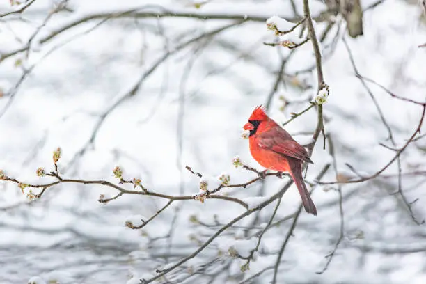 Photo of One red northern cardinal, Cardinalis, bird sitting perched on tree branch during heavy winter snow colorful in Virginia, snow flakes falling eating flower leaf buds