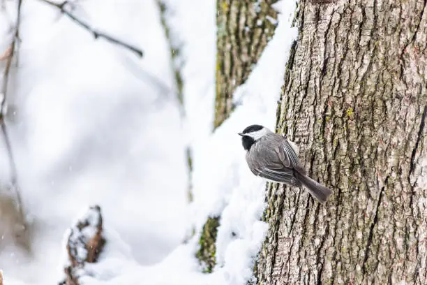 Closeup of funny black-capped chickadee, poecile atricapillus, bird sitting perched on tree trunk during heavy winter snow ruffling fluffing feathers cold in Virginia, snow flakes falling