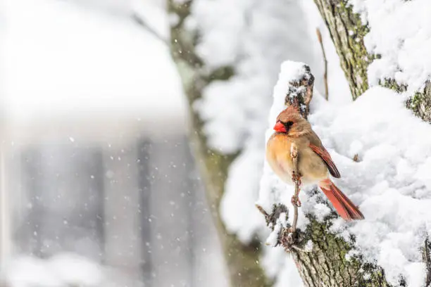 One female red northern cardinal side profile, Cardinalis, bird sitting perched on tree branch during heavy winter snow colorful in Virginia, flakes falling