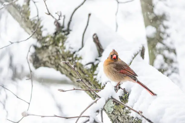 Puffed up fluffing funny one female red northern cardinal, Cardinalis, bird sitting perched on tree branch during heavy winter in Virginia, snow flakes falling