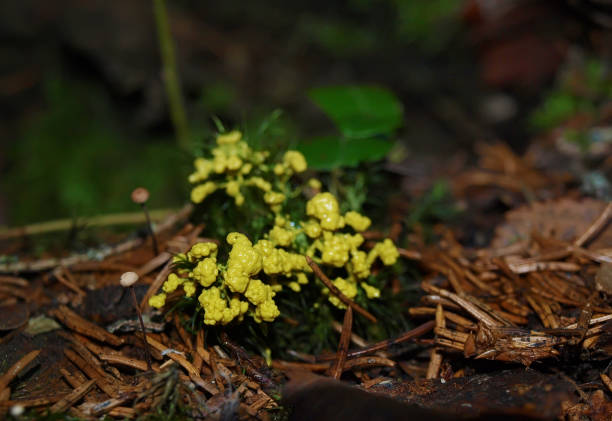 istock A yellow granular plasmodium of a slime mold on a moss 974317056