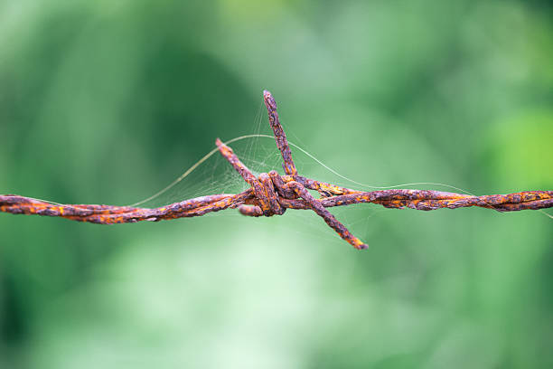 Old rusty security barbed wire fence isolated on green nature for background texture. Old rusty security barbed wire fence isolated on green for background texture