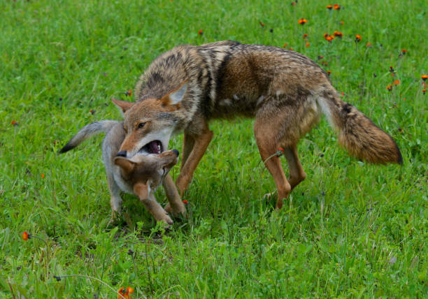 istock A Coyote playing with a little wolf pup. 974326478