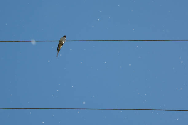 istock swallow sitting on wires against the blue sky, nature abstract 974341372