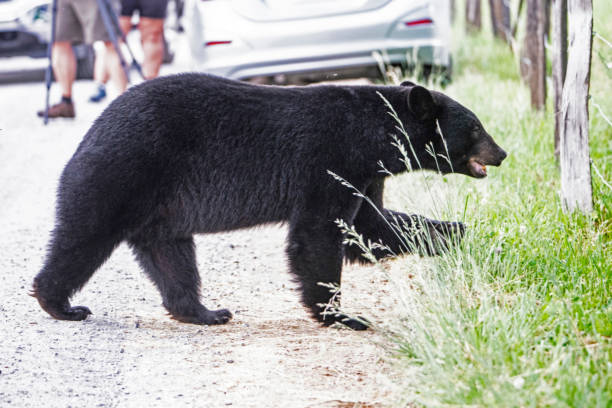 istock Black Bear crossing the road in Cades Cove. 974349724