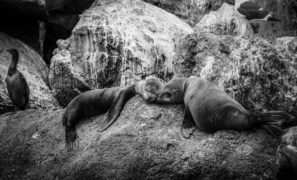 istock black and white sea lions 974351696