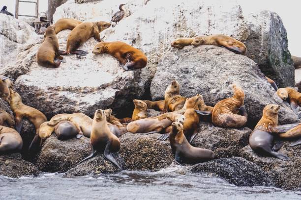 istock juveline california sea lions 974351978