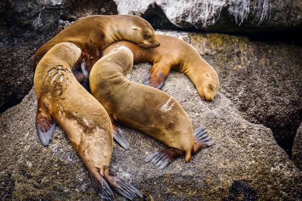 istock juvenile sea lions resting together 974351996