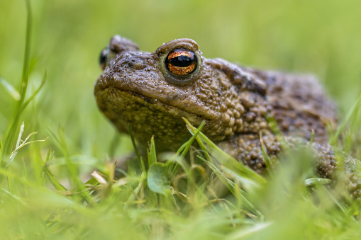Headshot Portrait of a Common toad (Bufo bufo) with blurres grass background