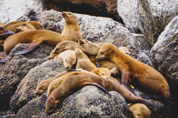 istock pile of sea lions 974352200