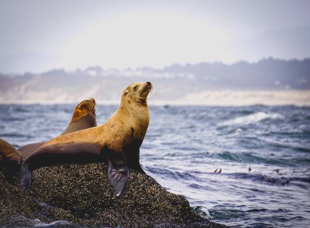 istock proud sea lion 974352218