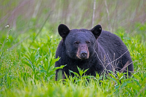 Black Bear in green grass.