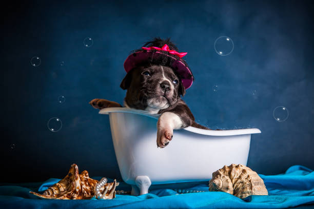 istock Puppy is washed in a bath with bubbles on a blue background 974362914