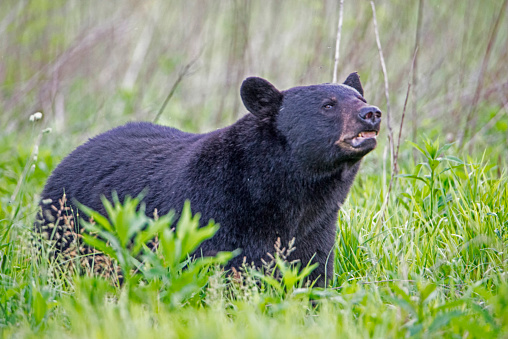 Big Black Bear in Cades Cove.