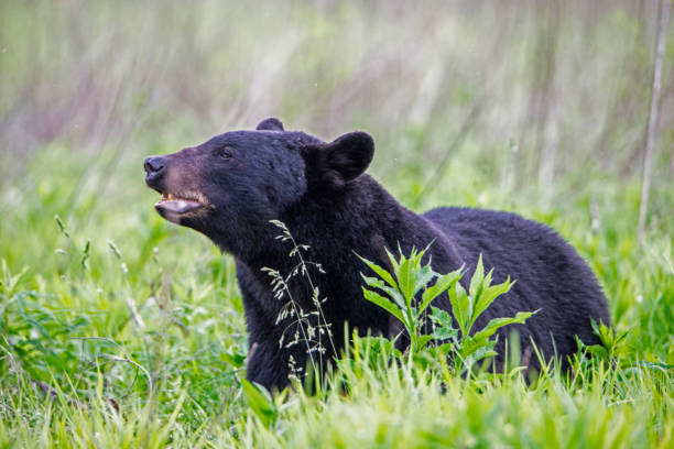 istock Large Black Bear in green grass looking to the left. 974364478