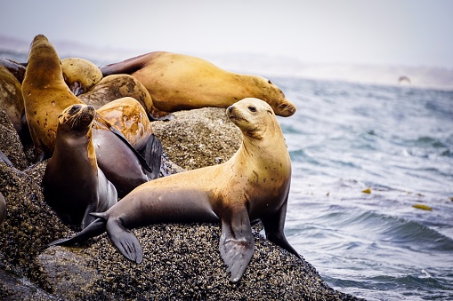 jóvenes leones marinos de california en el océano photo