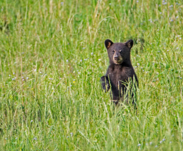 istock Black Bear Cub standing in green grass in Cades Cove. 974368626