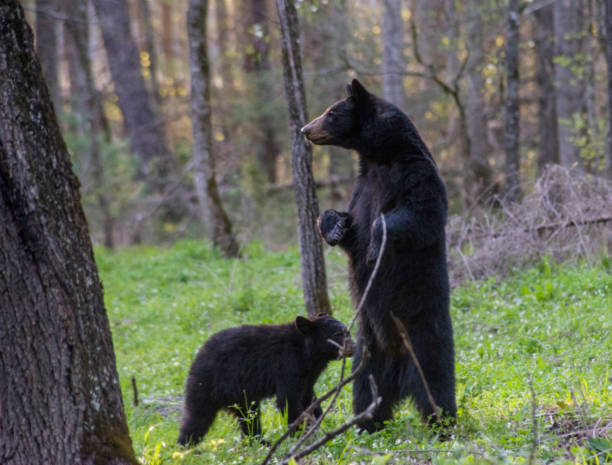 istock Mother Black Bear stands on her back legs with her cub at her feet. 974391782