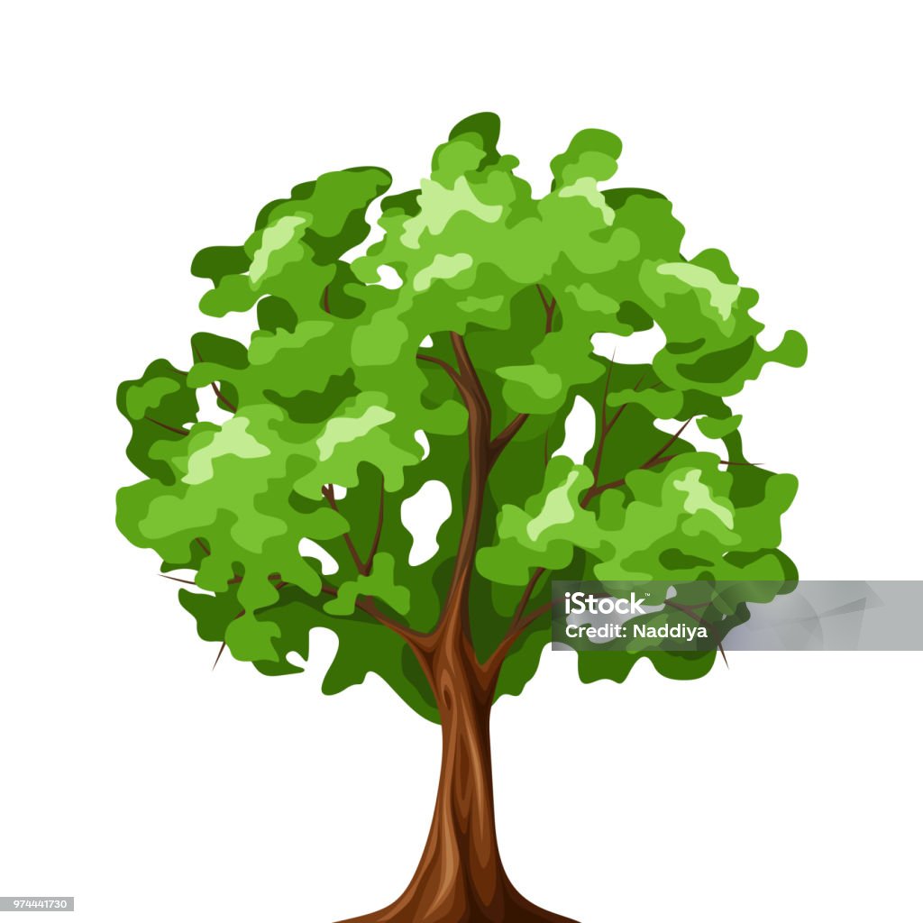 Deciduous tree. Vector illustration. Vector illustration of a green deciduous tree isolated on a white background. Tree stock vector