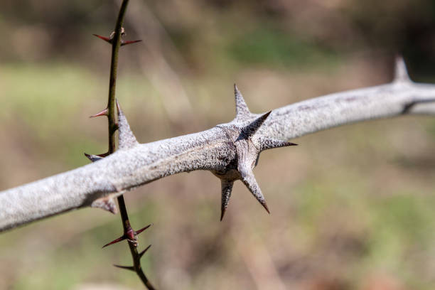 dried thorny plant.  blur background.